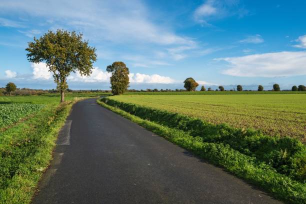 istock Narrow road between green fields surrounded by trees with a cloudy blue sky in the background 1446618005