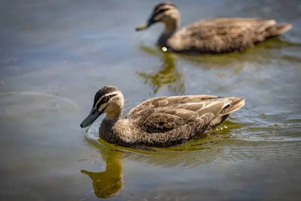A closeup of two wild ducks (Anas platyrhynchos) on the water surface