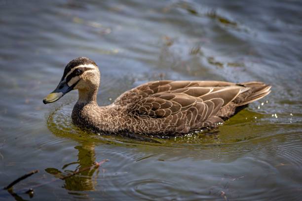istock Closeup of a wild duck (Anas platyrhynchos) on the water surface 1446618090
