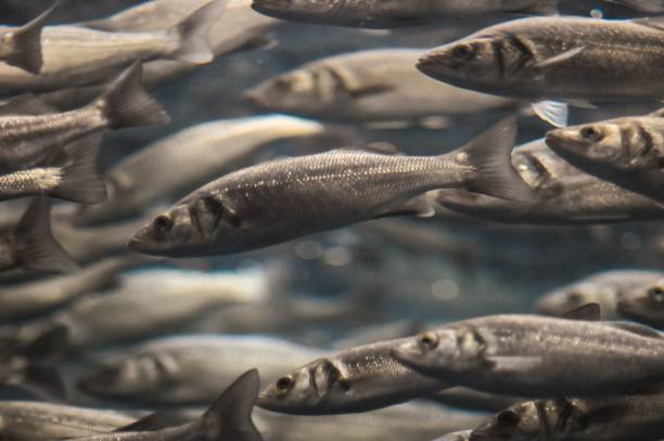 istock School of Silver Gray Fish , digital , photo, image 1446618732