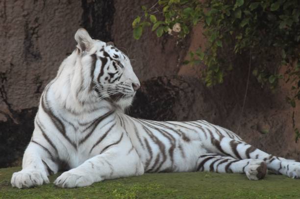 istock Black and White Striped Tiger , digital , photo, image 1446618736