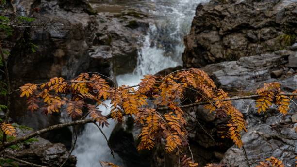 istock Flowing waterfall surrounded by rocks behind autumn leaves 1446618799