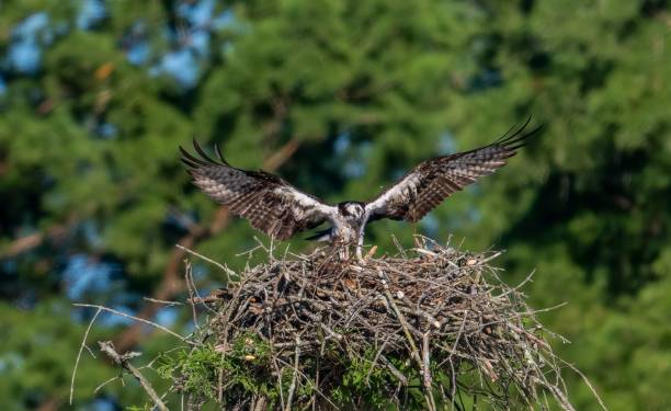 istock Shallow focus shot of an osprey (Pandion haliaetus) ready to fly from its nest 1446619111