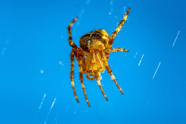 nahaufnahme einer spinne auf wassertropfen auf einem spinnennetz auf verschwommenem hintergrund - mosquito netting stock-fotos und bilder