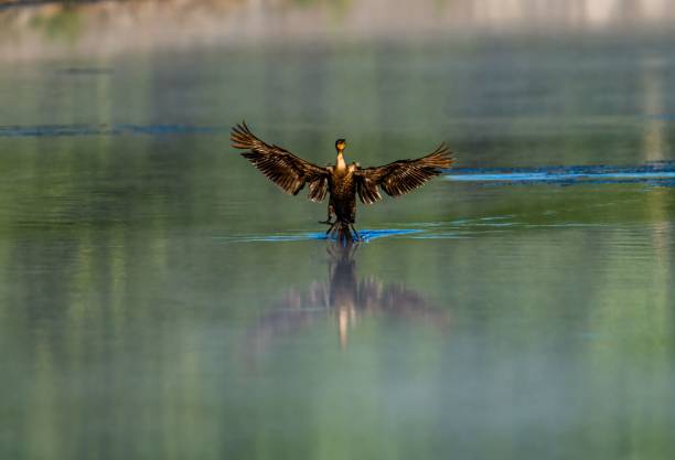 istock Old world cormorant (Phalacrocorax) over the pond with open wings 1446619235