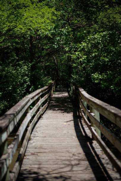istock Wooden bridge surrounded by green trees in a forest on a sunny day 1446619401