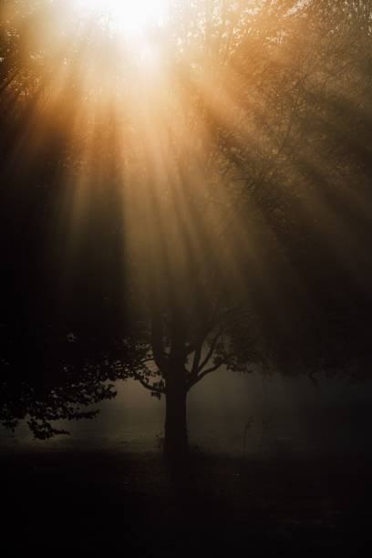 Close-up of sunlight filtering through the big tree in a dark forest.