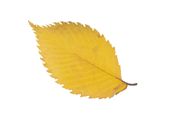 Autumn yellow dried elm leaf with dark veins. Isolated on white background.