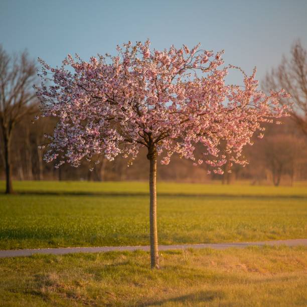 istock Beautiful view of a cherry blossom tree. 1446619919