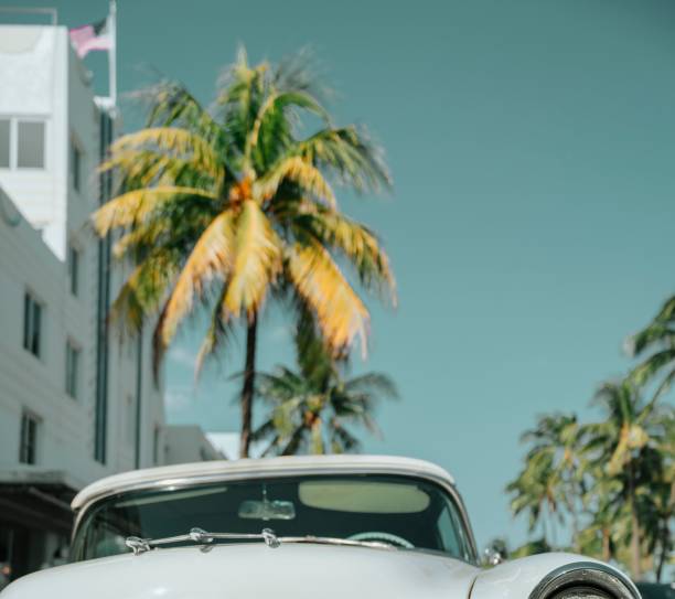 istock Car parked near the palm trees 1446620015