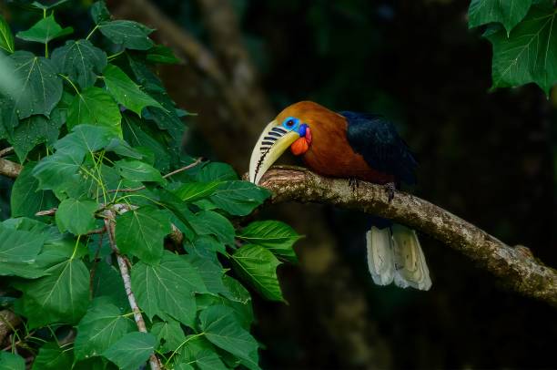istock Closeup of a rufous-necked hornbill perched on a tree branch 1446620553