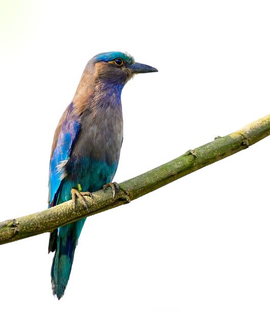 istock Vertical closeup of an Indian roller perched on a tree branch on a white background 1446620562