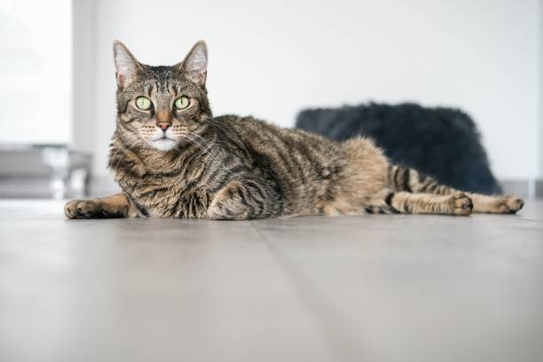 istock European cat laying on the ground 1446621175