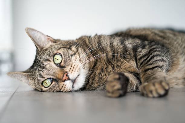 istock European cat laying on the ground 1446621187