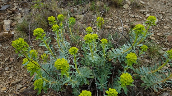 A high-angle shot of Euphorbia Palustris plants