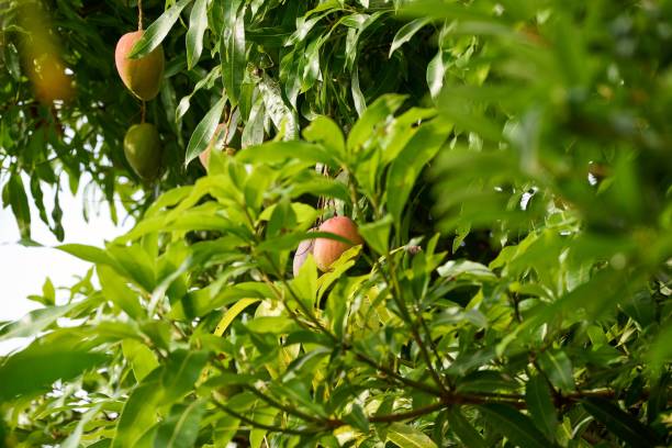 istock Mango tree with its fruits and beautiful green leaves 1446621344