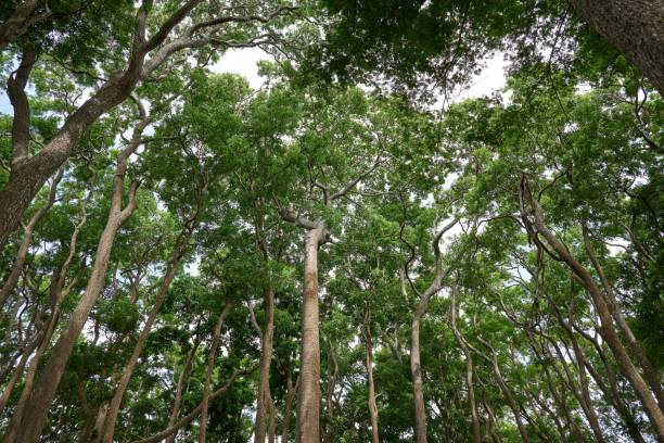 istock High green trees stretching to the blue clear sky, a low-angle shot 1446621502