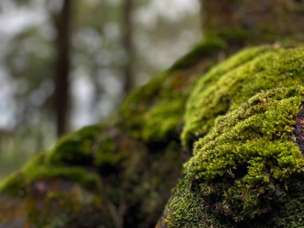 istock Moss growing on tree roots in Indonesia rainforest 1446621605