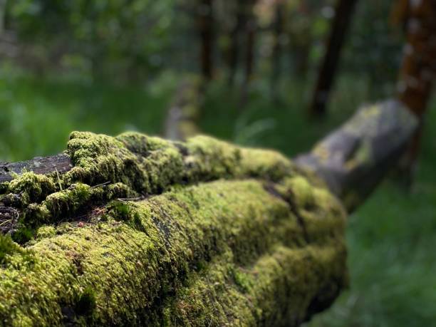 istock Moss growing on tree roots in Indonesia rainforest 1446621609