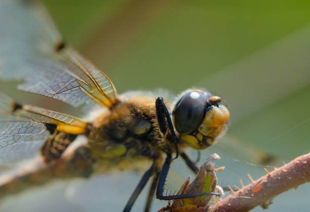 istock Dragonfly perching on the leaves 1446621622