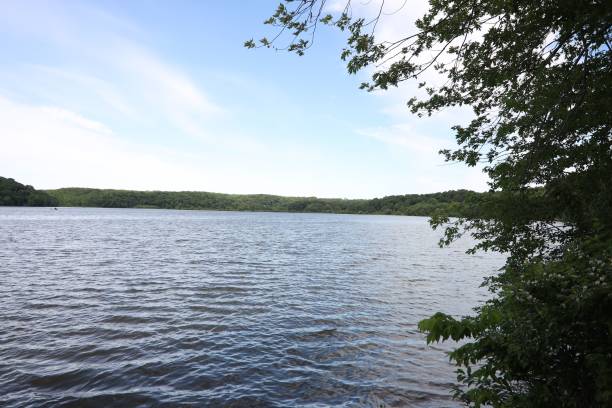 istock Forest lake on a sunny day 1446621642