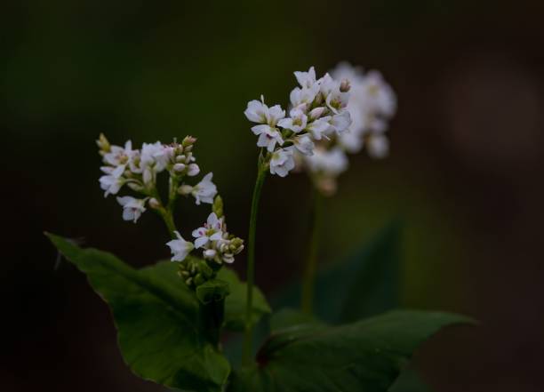 istock Closeup of a Buckwheat 1446621700