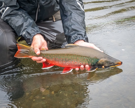 Alaska Rainbow Trout - caught and released on the Kanektok River.