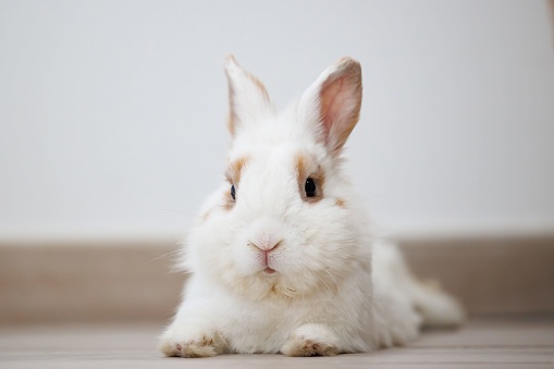 A closeup of a fluffy cute bunny laying on the floor indoors