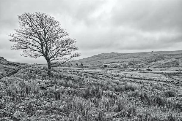 istock Grayscale of a windswept tree surrounded by a hill and grass in Dartmoor 1446622639