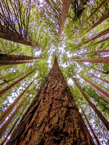 istock Vertical low angle of tall redwood trees reaching the sky 1446622781