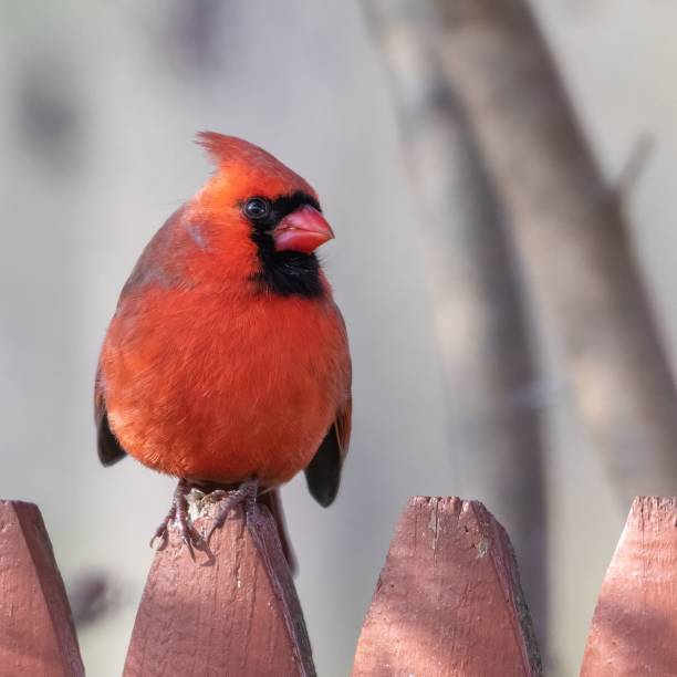istock Male Cardinal on a Fence 1446622831