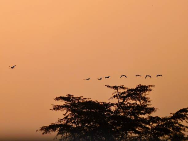 istock Golden sky with small flying birds, tree silhouette, and copy space 1446622870