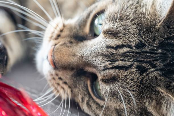 istock High-angle portrait of a tabby cat resting on the gray surface 1446622950