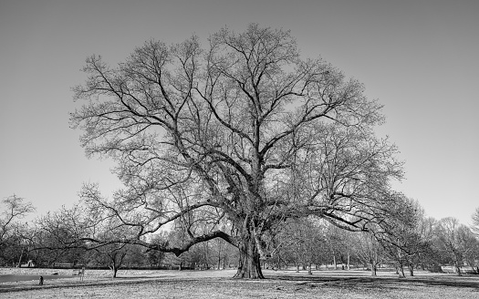 A grayscale shot of trees in the park