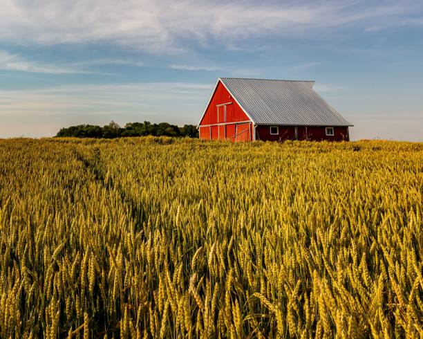istock Red barn in wheat field under a cloudy sky 1446622987