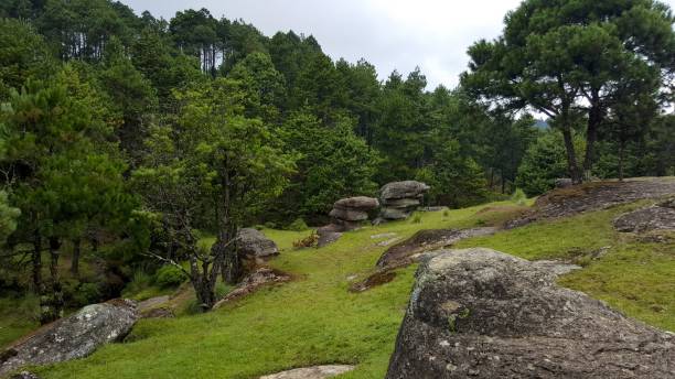 istock Beautiful park with huge rocks and green trees 1446623008