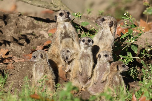 A cute meerkat family gathered together
