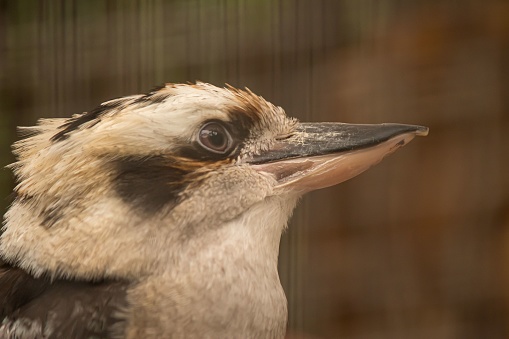 A closeup shot of a beautiful kookaburra on the blurred background