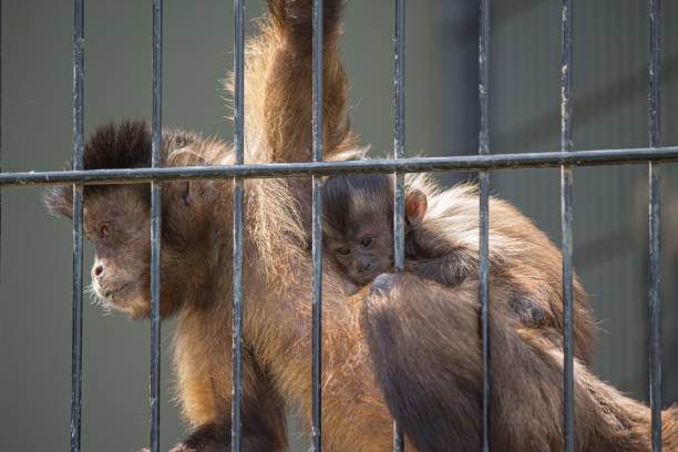 istock View of a monkey with its baby in the cage 1446623520
