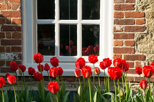 Tulip flowers in front of a brick wall with a window in it