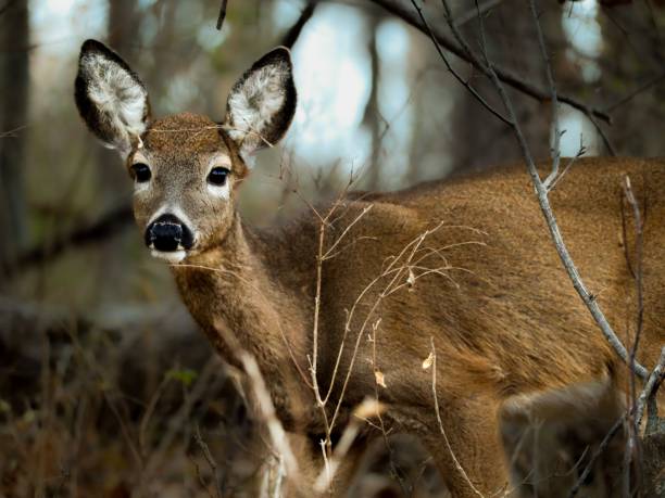 istock Closeup of a cute Roe deer, Capreolus capreolus looking watchfully 1446623820