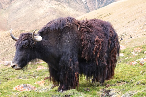 A huge Yak grazing at Warila pass in Nubra Valley an oasis in the arid Himalayan Mountains, Ladakh