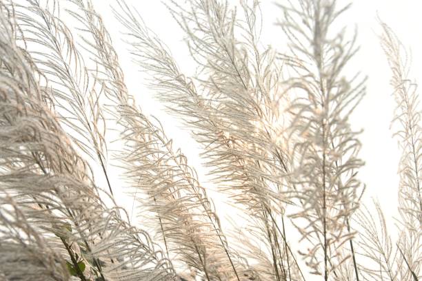 istock Reed catkins backlit with sunshine 1446623853