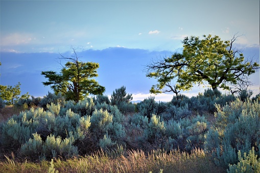 A beautiful natural scenery of sand sages and trees in a shrubland