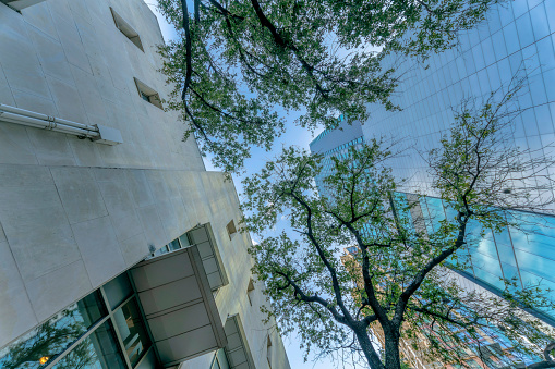 View from the ground of trees and modern building exterior against blue sky. Looking up at residential apartments with glass windows at the facade that reflects the foliage outside.