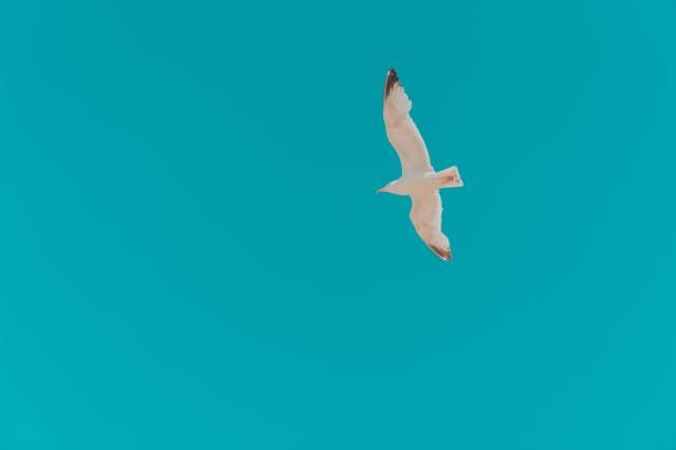 istock Beautiful view of a gull flying in a blue sky 1446624056