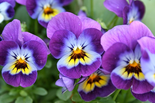 Closeup shot of Viola cornuta flowers