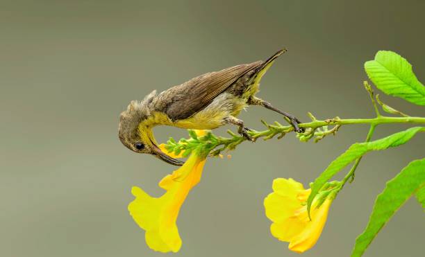 istock Small olive-backed sunbird on a yellow Tecoma flower 1446624282