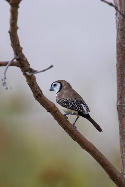istock Double barred finch perched on a tree in Springfield lakes Australia 1446624293