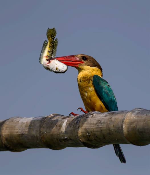 A blue kingfisher bird on a bamboo branch with a fish in its beak